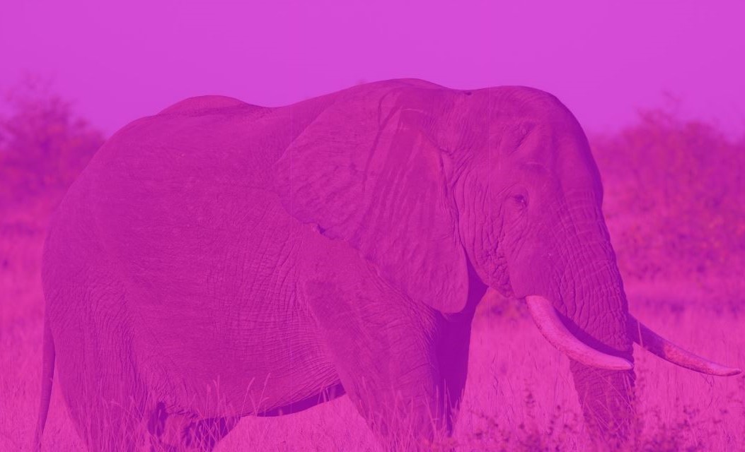 You are currently viewing The Pink Elephant